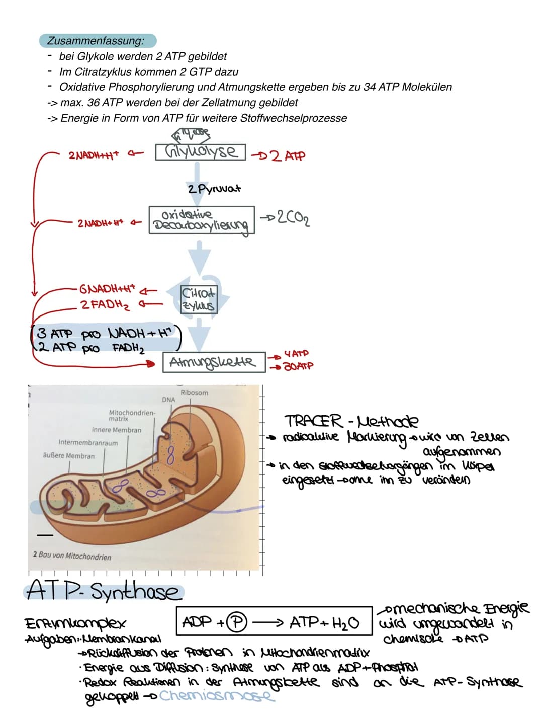 LERNZETTEL
Zellatmung
Zellatmung:
1 Glucose - 2 Pyruvat
Cytoplasma
vom NADH (2 NADH+H*)
übertragene Elektronen
2 NADH+H
Glycolyse
Glucase Py