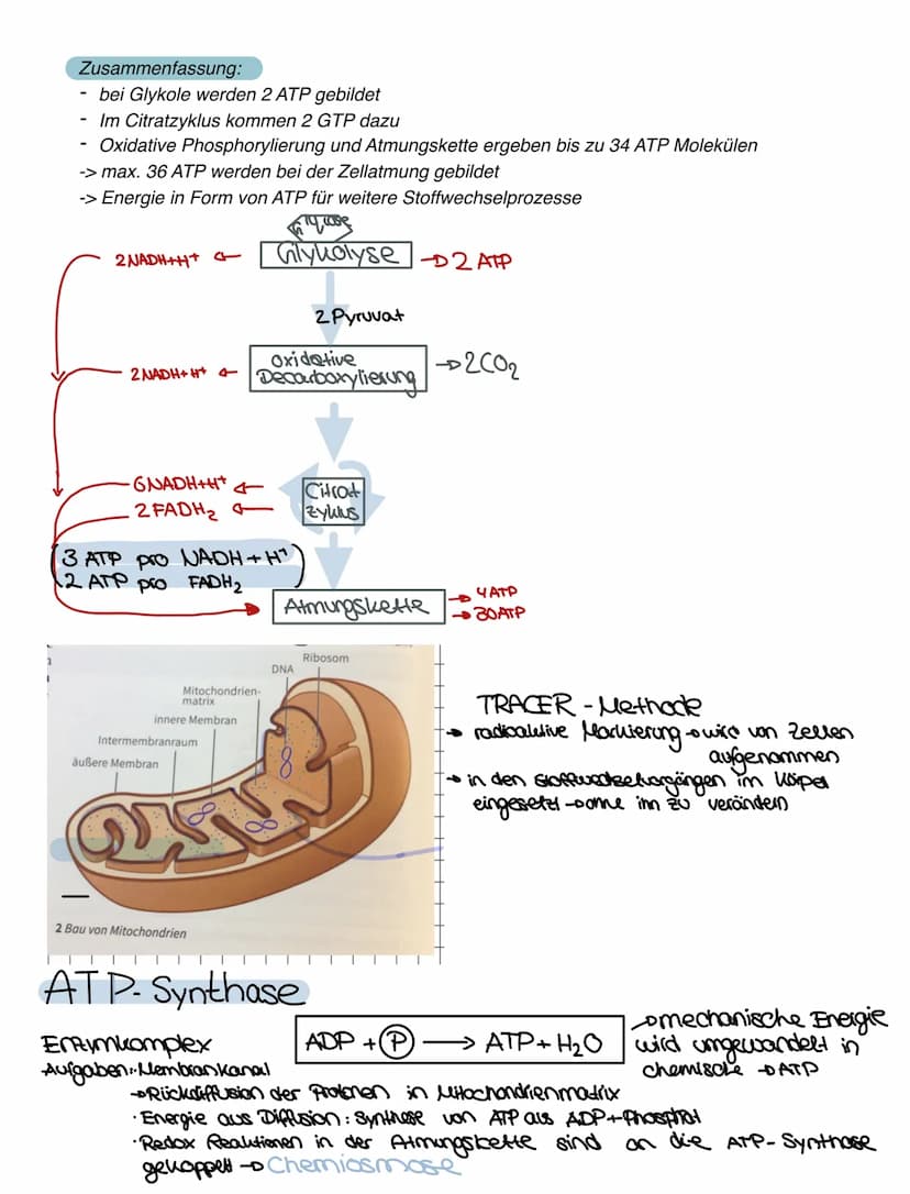 LERNZETTEL
Zellatmung
Zellatmung:
1 Glucose - 2 Pyruvat
Cytoplasma
vom NADH (2 NADH+H*)
übertragene Elektronen
2 NADH+H
Glycolyse
Glucase Py