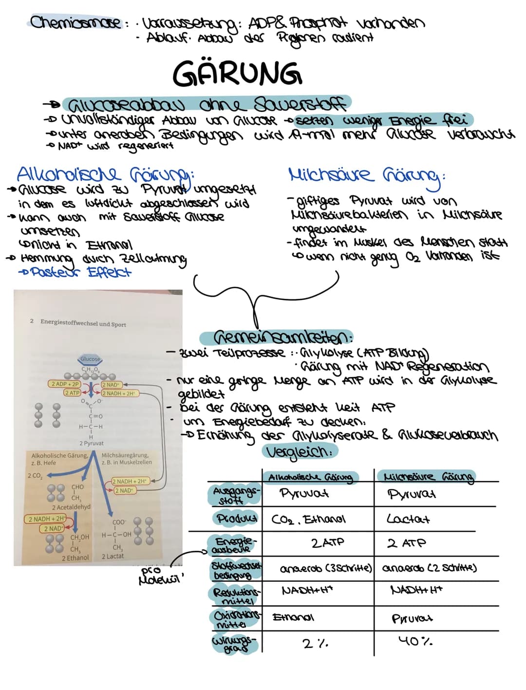 LERNZETTEL
Zellatmung
Zellatmung:
1 Glucose - 2 Pyruvat
Cytoplasma
vom NADH (2 NADH+H*)
übertragene Elektronen
2 NADH+H
Glycolyse
Glucase Py