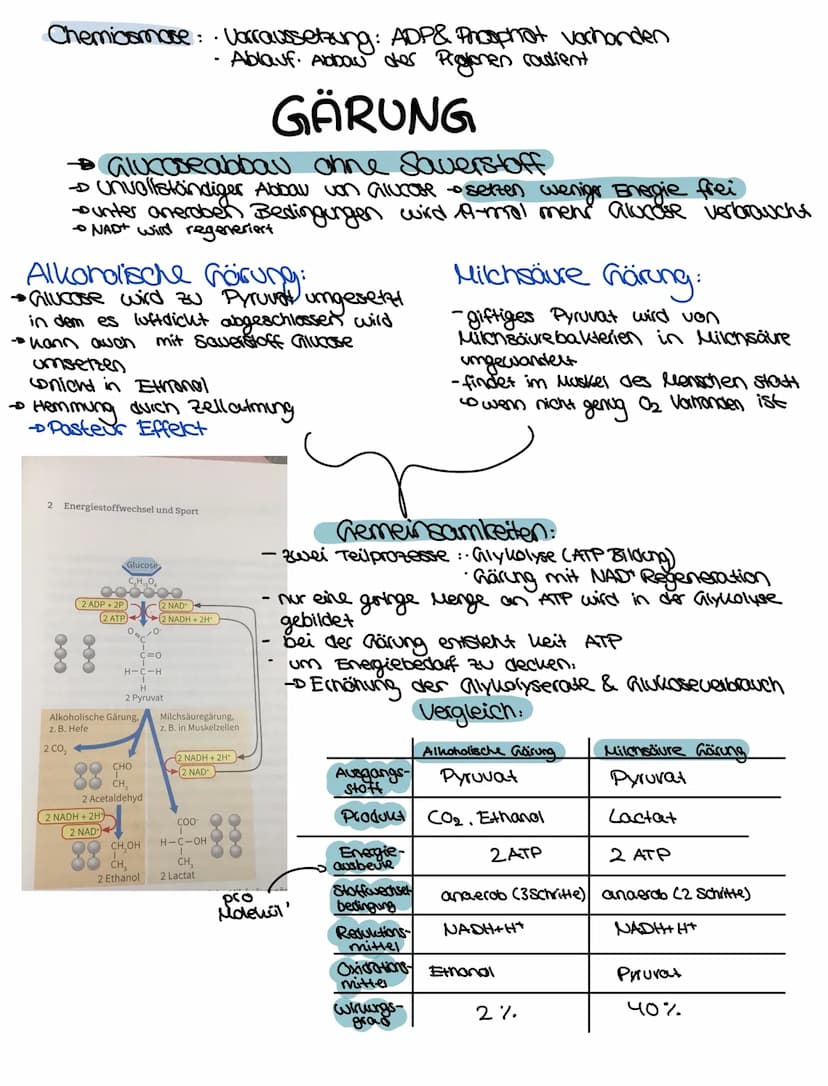 LERNZETTEL
Zellatmung
Zellatmung:
1 Glucose - 2 Pyruvat
Cytoplasma
vom NADH (2 NADH+H*)
übertragene Elektronen
2 NADH+H
Glycolyse
Glucase Py