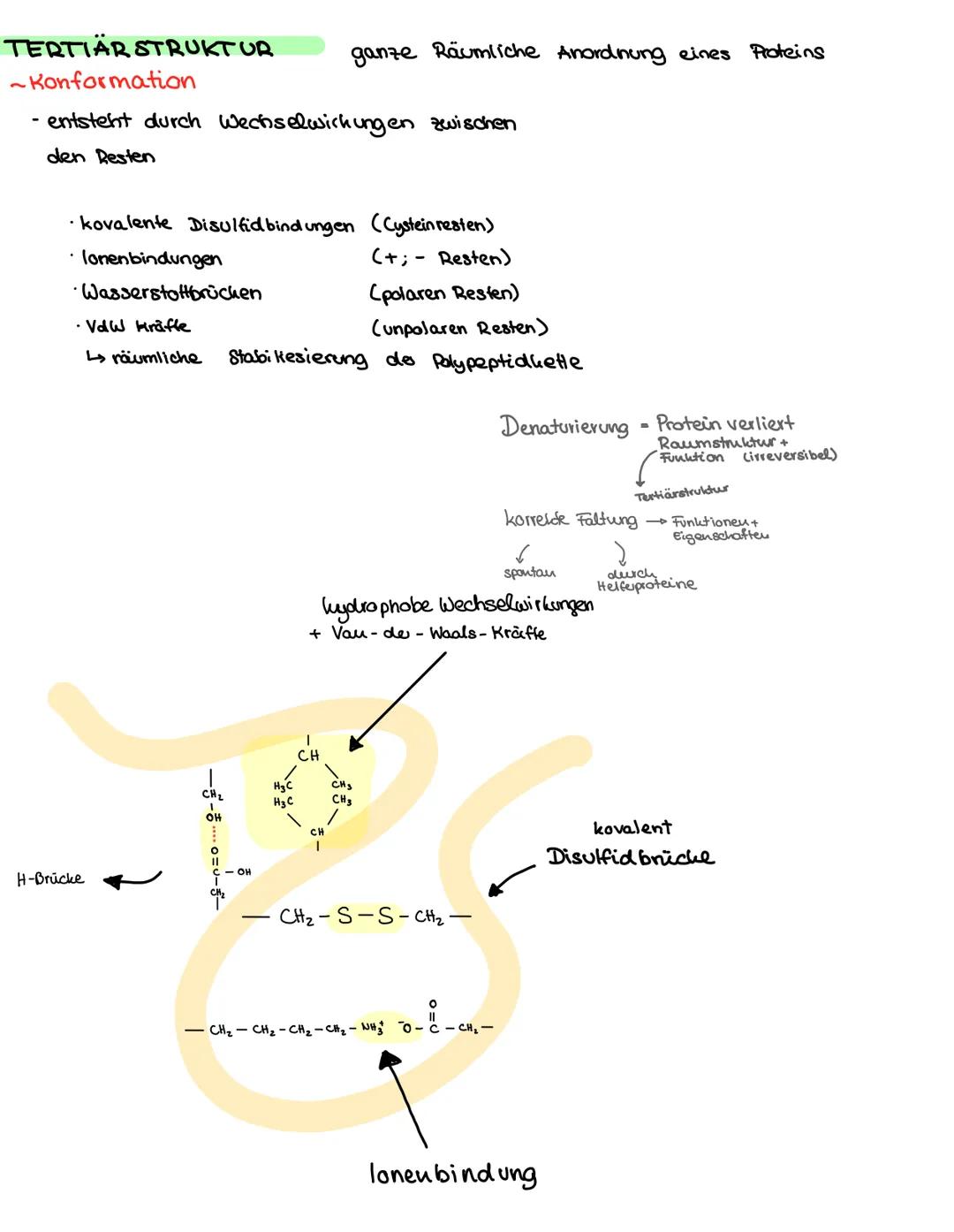 -
.
-
Enzyme, Hormone, Transportsysteme
sind an lebensnotwendigen Prozessen beteiligt
Alle Proteine nach Grundschema aufgebaut:
Grundstruktu