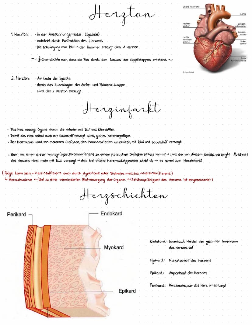 13
10
Herzaufban
Zentrales Organ für den Blutkreislauf
muskuläres Hohlorgan
Druck- und Saugpumpe
besteht aus 3 Schichten: Endokard innenhaut