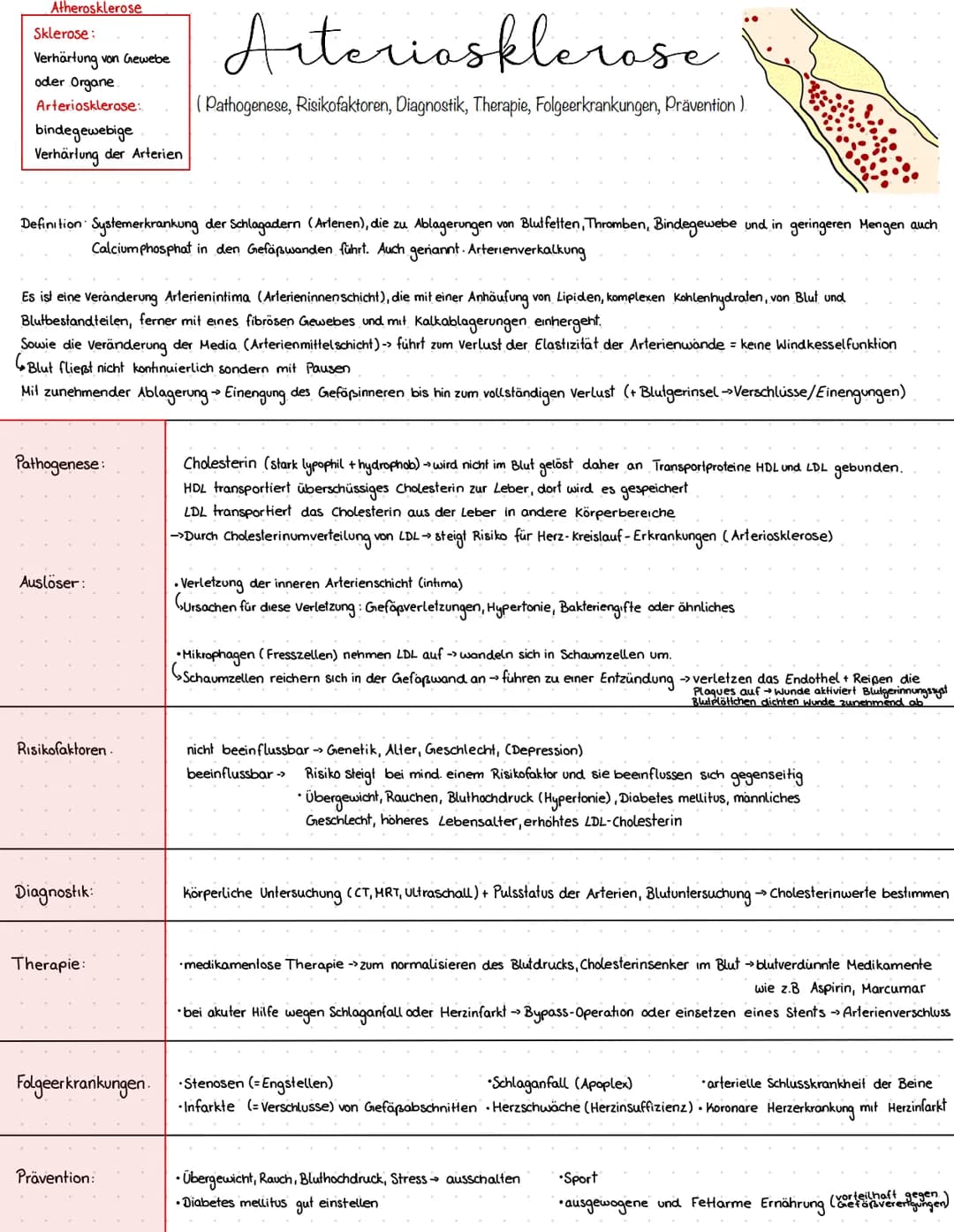 13
10
Herzaufban
Zentrales Organ für den Blutkreislauf
muskuläres Hohlorgan
Druck- und Saugpumpe
besteht aus 3 Schichten: Endokard innenhaut