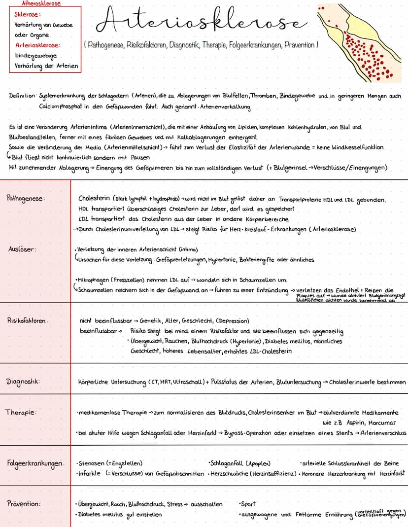 13
10
Herzaufban
Zentrales Organ für den Blutkreislauf
muskuläres Hohlorgan
Druck- und Saugpumpe
besteht aus 3 Schichten: Endokard innenhaut
