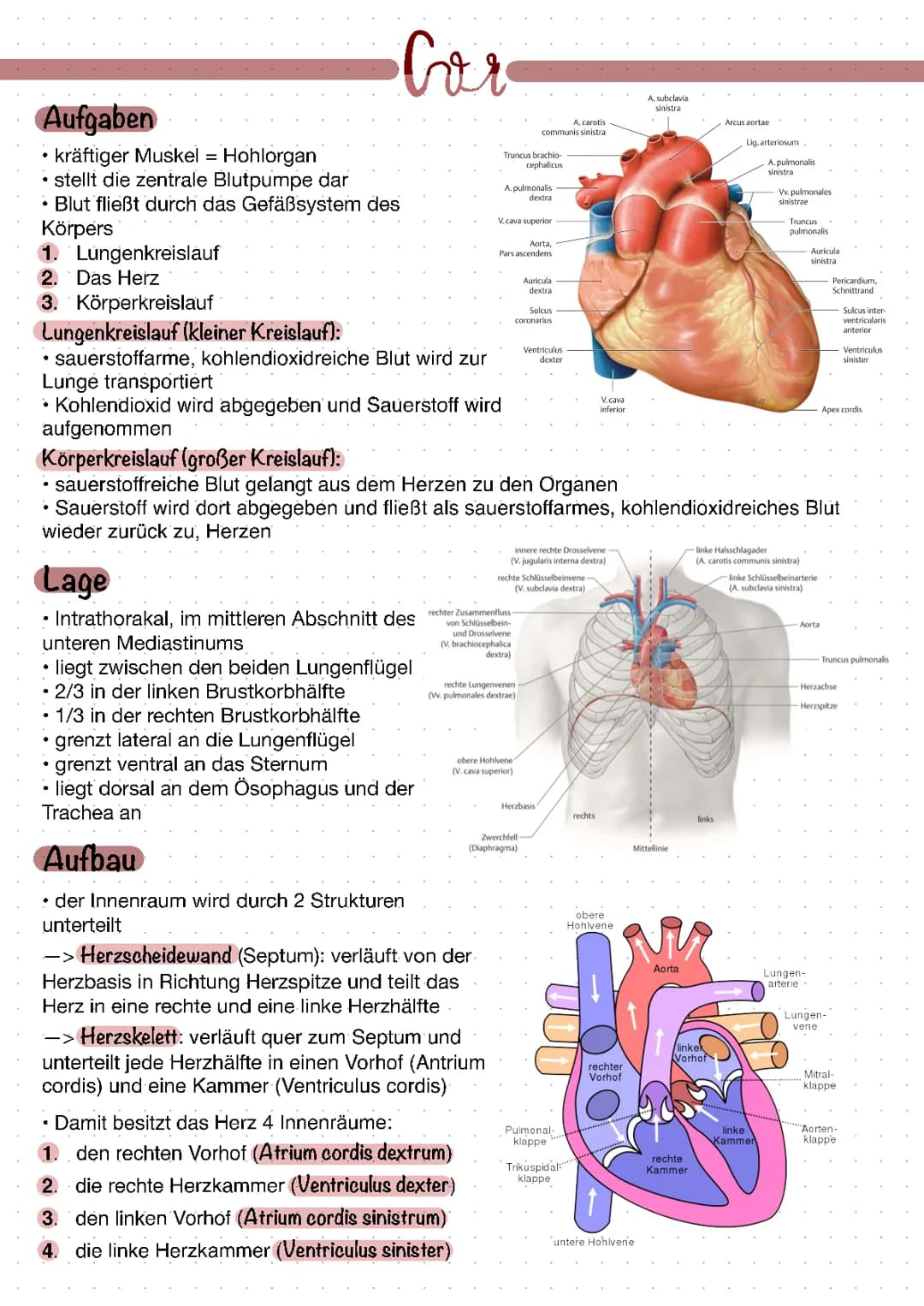 Das Herz (Cor)