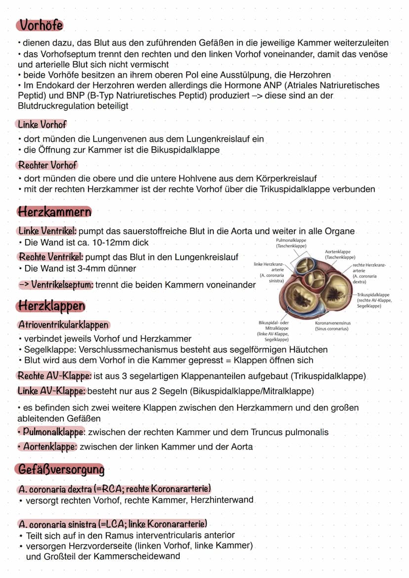 Aufgaben
kräftiger Muskel = Hohlorgan
• stellt die zentrale Blutpumpe dar
• Blut fließt durch das Gefäßsystem des
Körpers
1. Lungenkreislauf