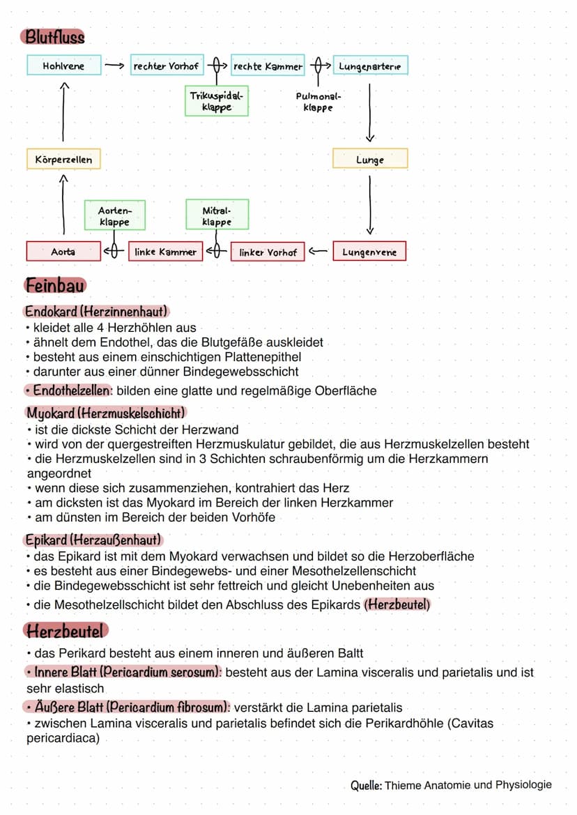 Aufgaben
kräftiger Muskel = Hohlorgan
• stellt die zentrale Blutpumpe dar
• Blut fließt durch das Gefäßsystem des
Körpers
1. Lungenkreislauf