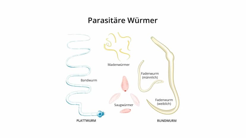 Parasitismus Allgemeines
Parasitenarten
Arten des Wirts
• Folgen für den Wirt
• Übertragung
●
Quellen
●
●
Inhaltsverzeichnis 1
Ook
Allgemein