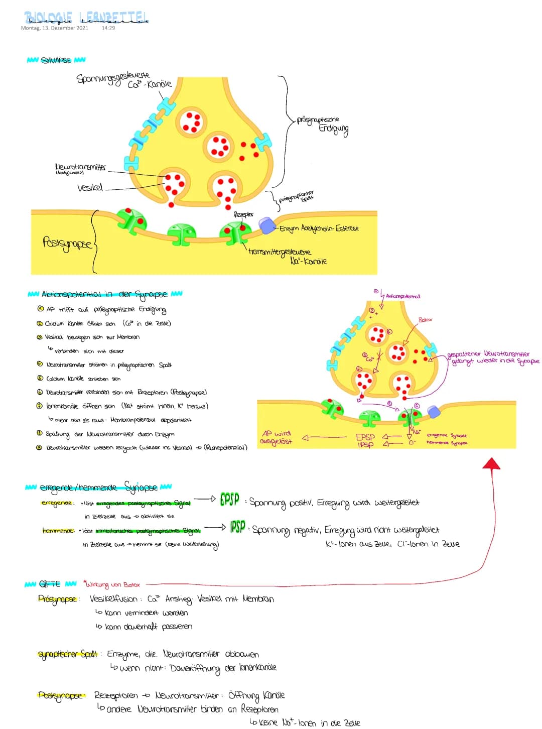 Synapsen Nervensystem Neurobiologie