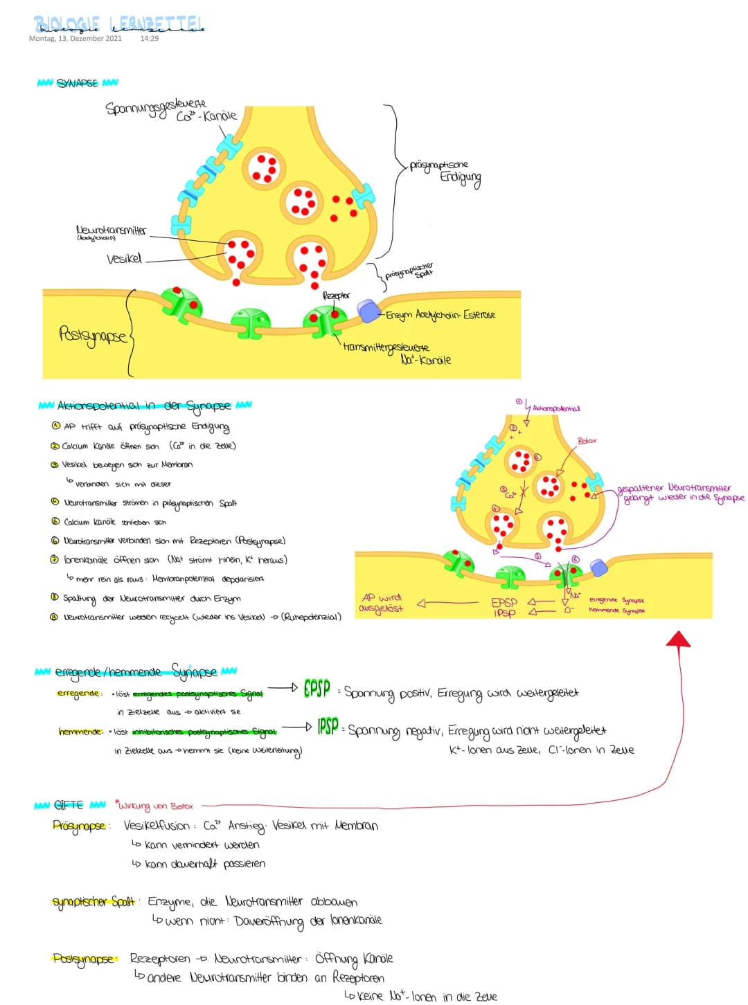 BIOLOGIE LERNZETTEL
Montag, 13. Dezember 2021 14:29
AW SYNAPSE MAN
Spannungsgesteuerte
Neurotransmitter
(Acetylcholin)
Vesikel
Postsynapse
9