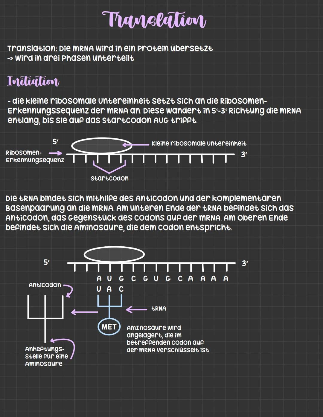 Translation: Die MRNA wird in ein protein übersetzt
-> wird in drei Phasen unterteilt
Initiation
- die kleine ribosomale untereinheit setzt 