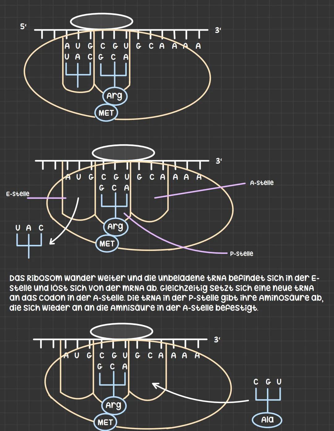 Translation: Die MRNA wird in ein protein übersetzt
-> wird in drei Phasen unterteilt
Initiation
- die kleine ribosomale untereinheit setzt 