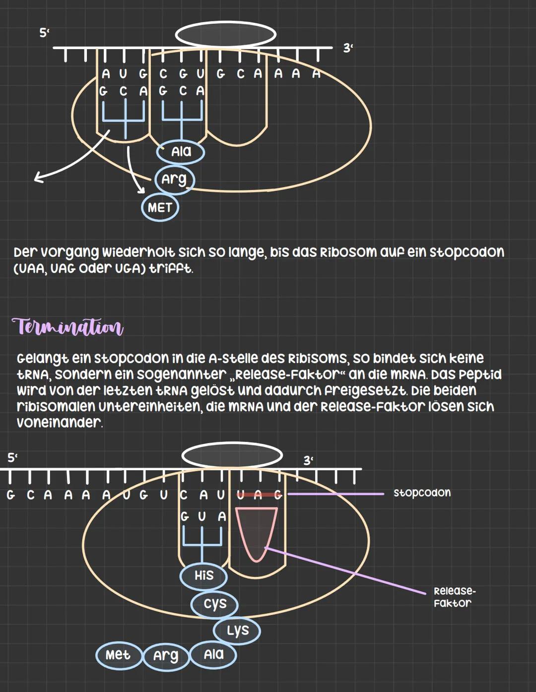 Translation: Die MRNA wird in ein protein übersetzt
-> wird in drei Phasen unterteilt
Initiation
- die kleine ribosomale untereinheit setzt 