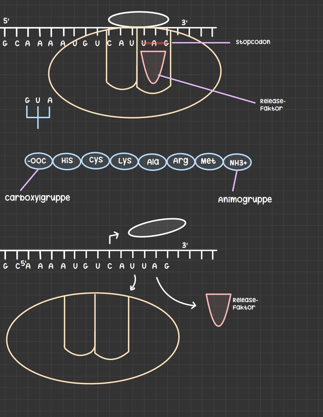 Translation: Die MRNA wird in ein protein übersetzt
-> wird in drei Phasen unterteilt
Initiation
- die kleine ribosomale untereinheit setzt 