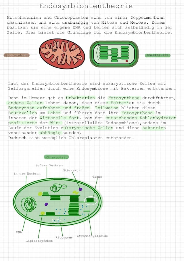 Know Endosymbiontentheorie  thumbnail