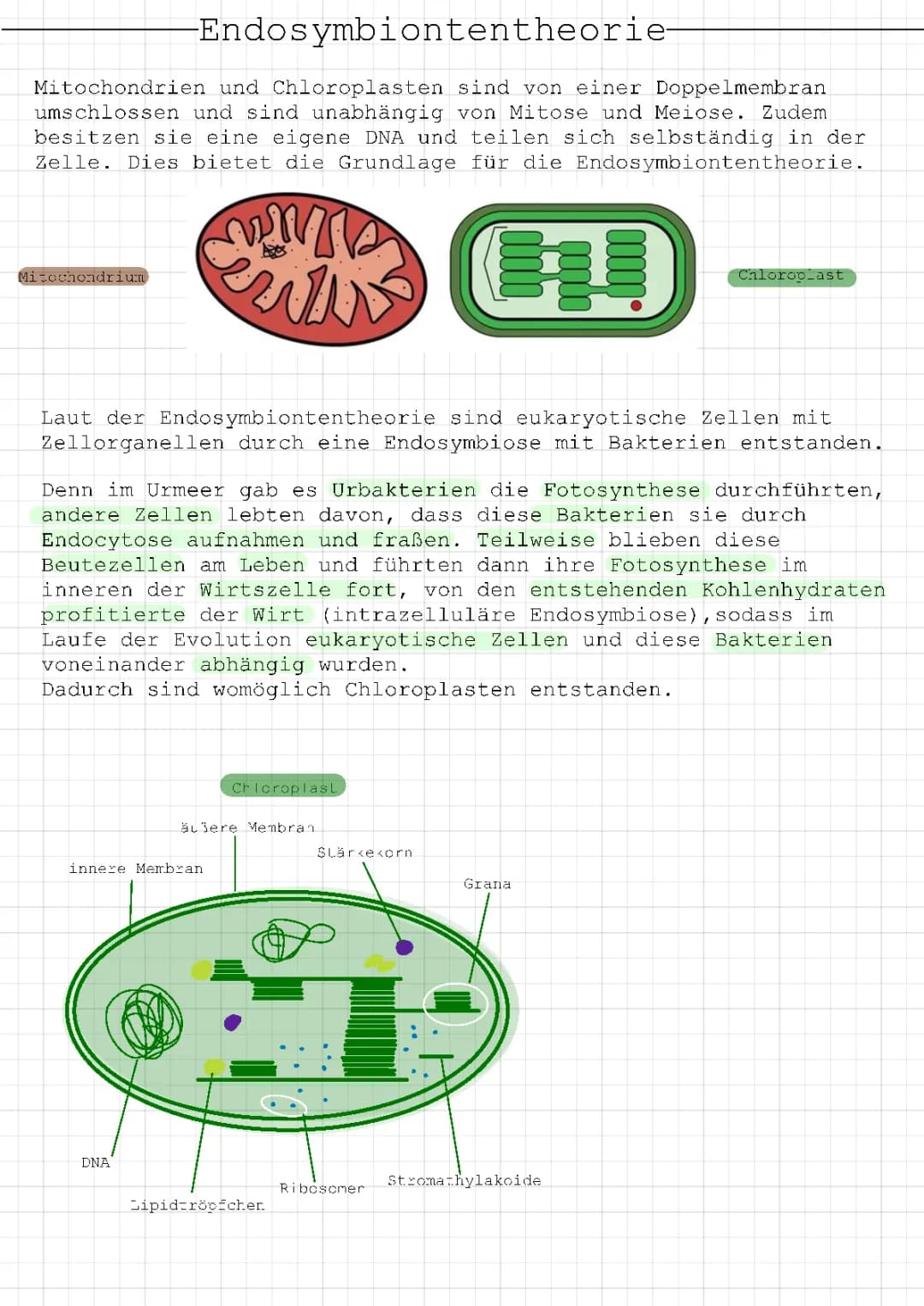Endosymbiontentheorie 