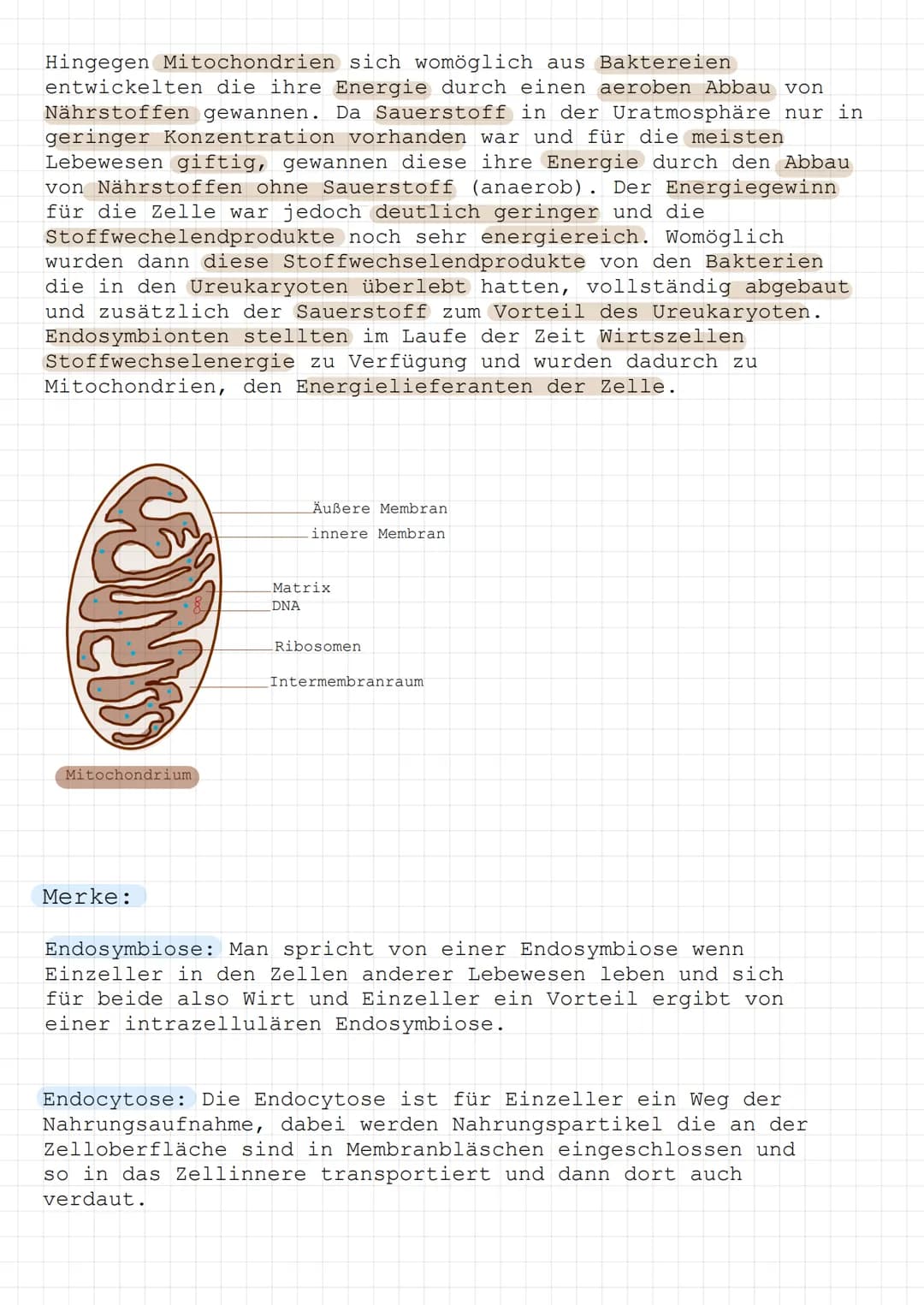 Endosymbiontentheorie-
Mitochondrien und Chloroplasten sind von einer Doppelmembran
umschlossen und sind unabhängig von Mitose und Meiose. Z