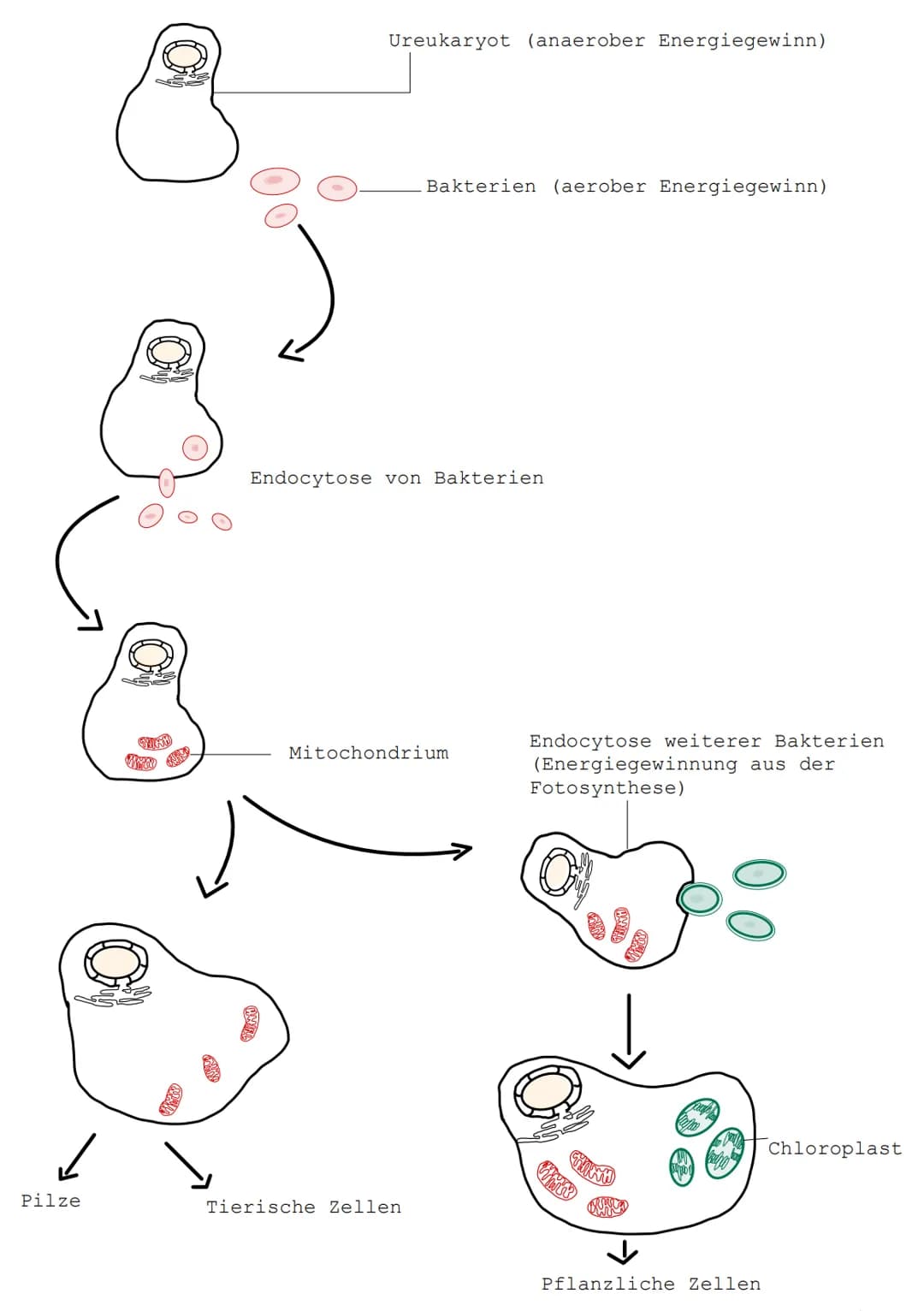 Endosymbiontentheorie-
Mitochondrien und Chloroplasten sind von einer Doppelmembran
umschlossen und sind unabhängig von Mitose und Meiose. Z