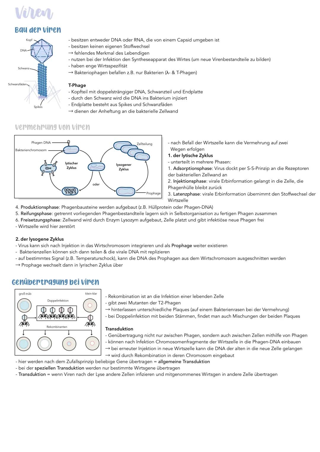 Lernzettel Biologie: Alles über Viren - Aufbau, Vermehrung & mehr!