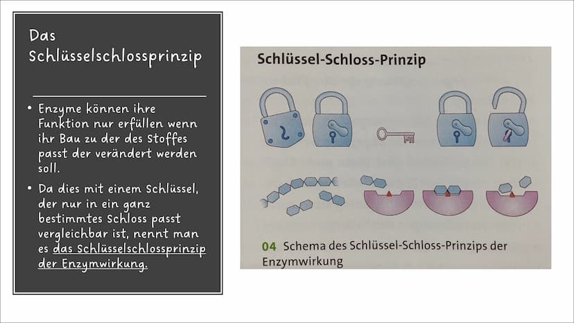 Ernährung
und
Verdauung
Pflanzliche und tierische
Nahrungsmittel
Kohlenhydrate, Fette,
Proteine
Baustoffe und
Betriebsstoffe
Die Arbeitsweis