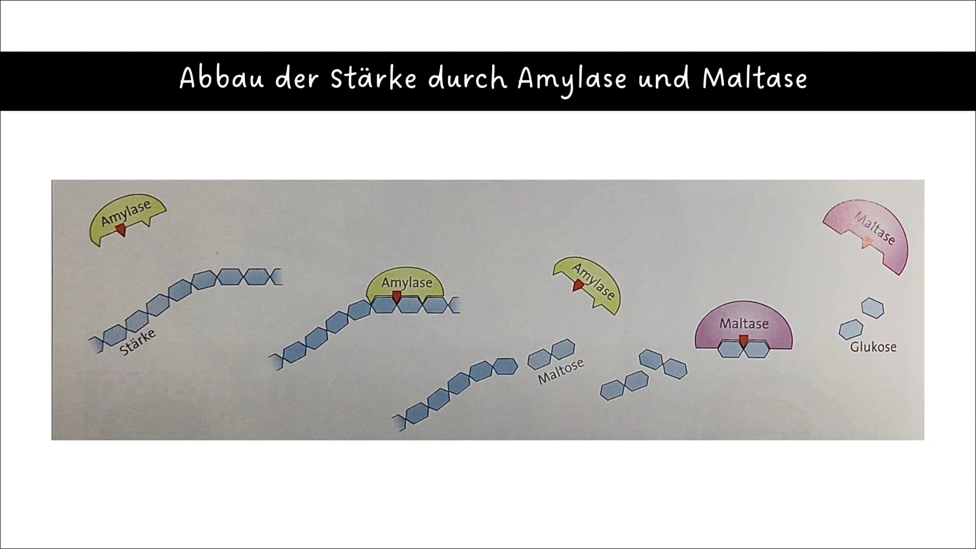 Ernährung
und
Verdauung
Pflanzliche und tierische
Nahrungsmittel
Kohlenhydrate, Fette,
Proteine
Baustoffe und
Betriebsstoffe
Die Arbeitsweis
