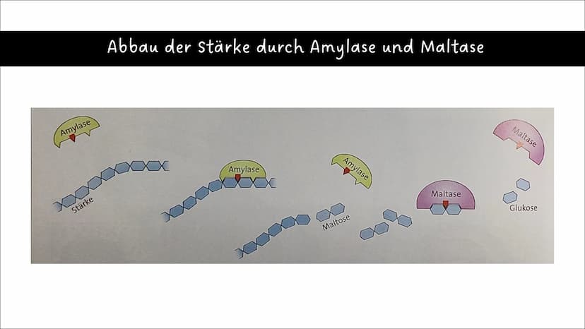 Ernährung
und
Verdauung
Pflanzliche und tierische
Nahrungsmittel
Kohlenhydrate, Fette,
Proteine
Baustoffe und
Betriebsstoffe
Die Arbeitsweis