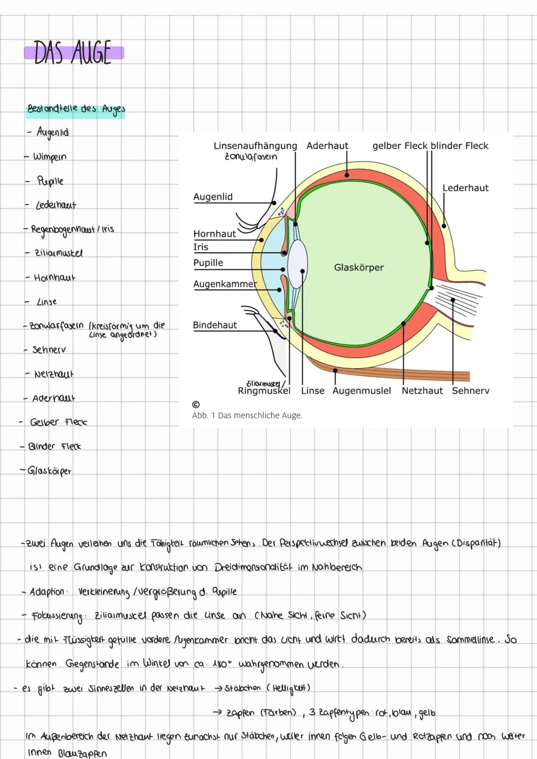 DAS AUGE
Bestandteile des Auges
- Augenlid
Wimpern
Pupille
Lederhaut
- Regenbogennaut / Iris
Ziliarmuskel
-Hornhaut
Linse
-Zonularfasern (kr