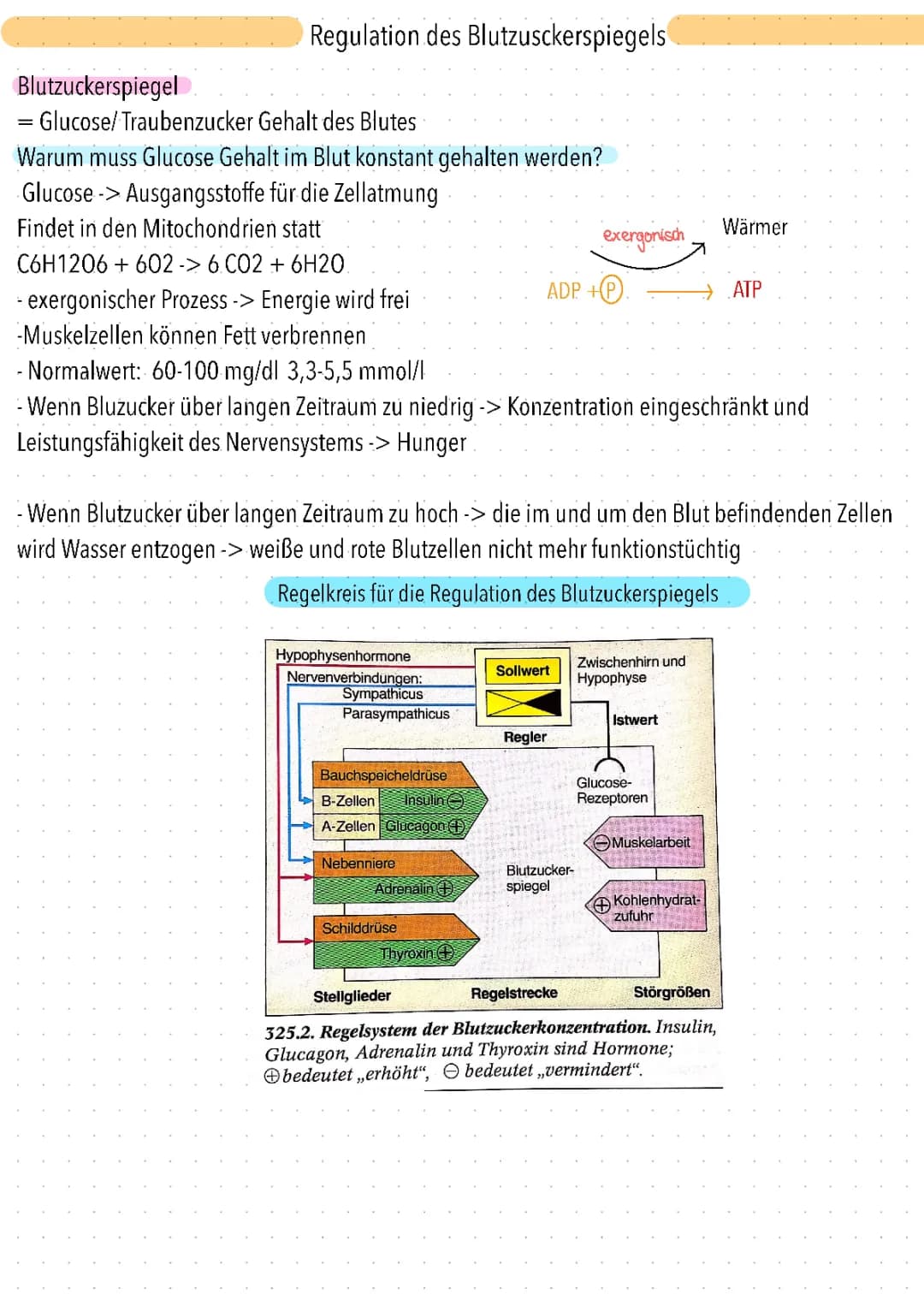 Regulation des Blutzuckerspiegels einfach erklärt: Arbeitsblatt Lösungen und Schema