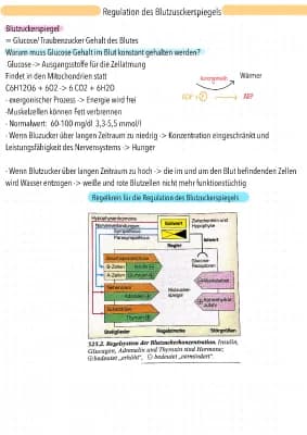 Know Regulation des Blutzuckerspiegels thumbnail