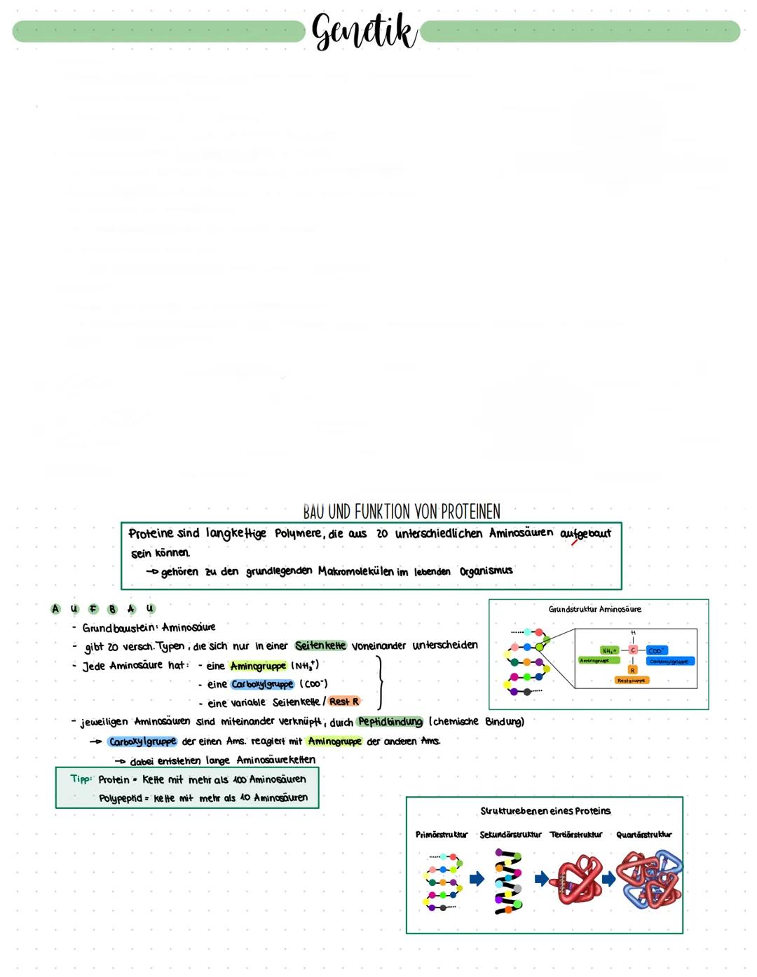 Genetik
BAU UND FUNKTION VON PROTEINEN
Proteine sind langke Hige Polymere, die aus 20 unterschiedlichen Aminosäuren aufgebaut
sein können.
→