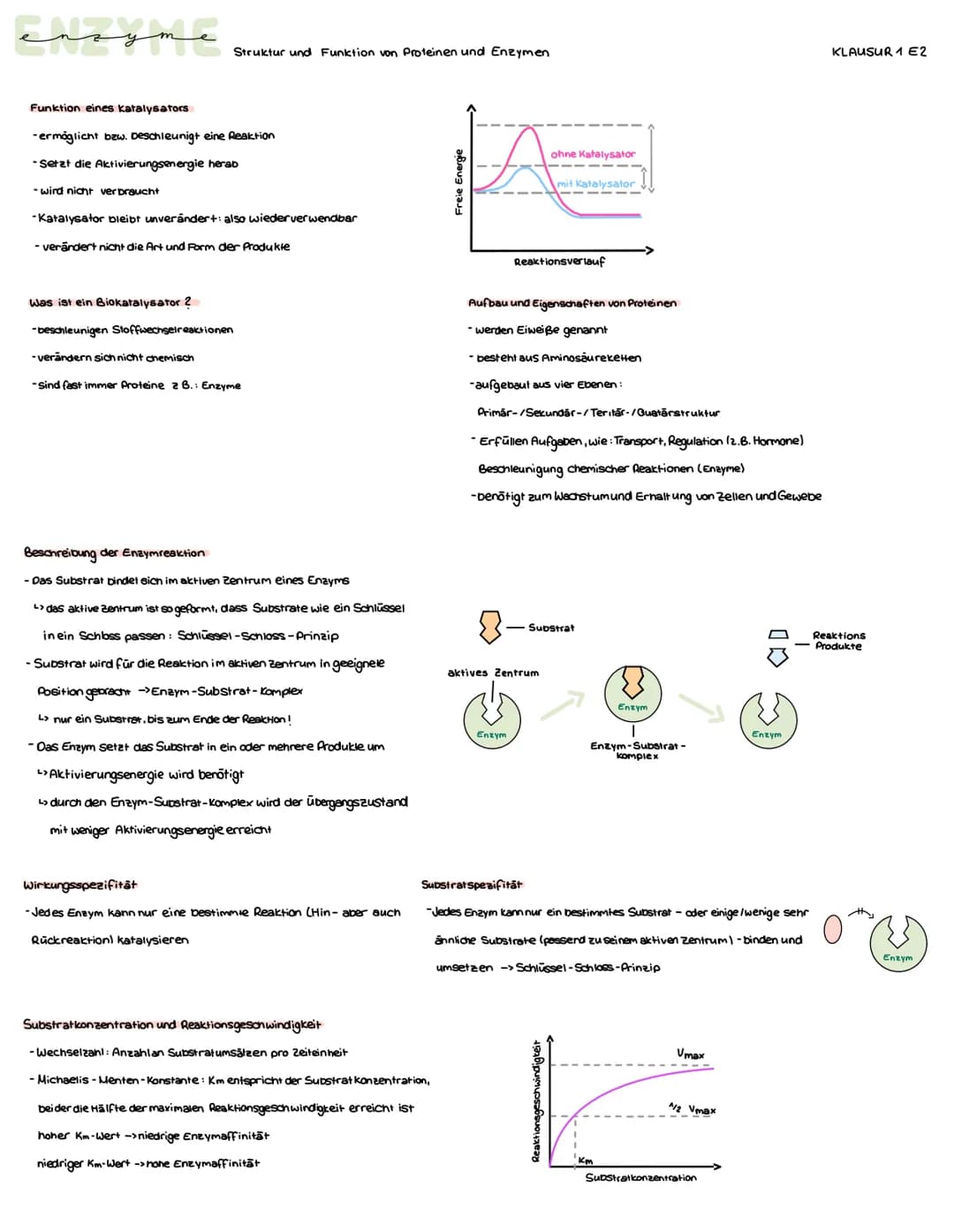 enzyme
Struktur und Funktion von Proteinen und Enzymen
Funktion eines katalysators
-ermöglicht bzw. beschleunigt eine Reaktion
-Setzt die Ak