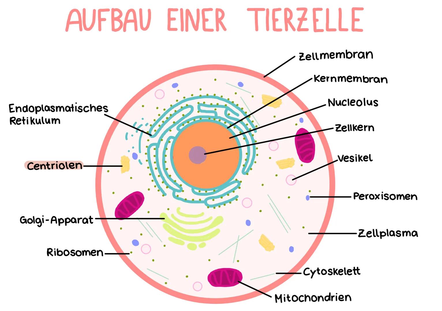 # AUFBAU EINER TIERZELLE

Endoplasmatisches
Retikulum

Centriolen

Golgi-Apparat

Ribosomen.

Zellmembran

Kernmembran

Nucleolus

Zellkern

