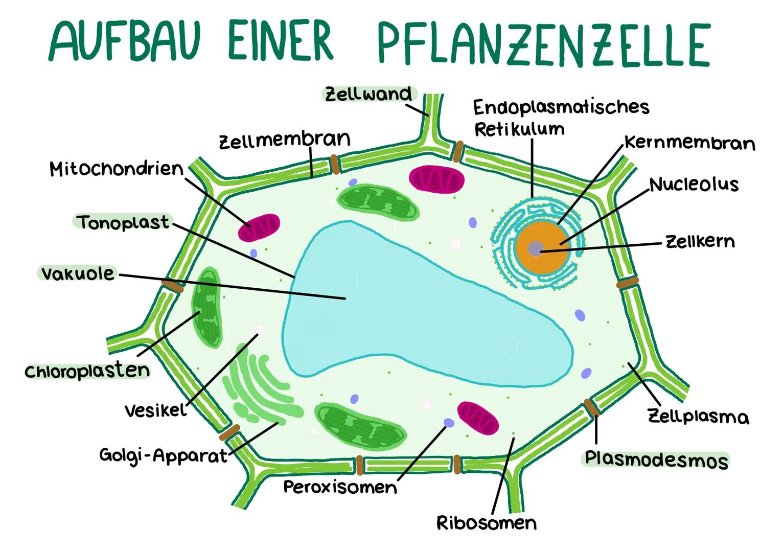 # AUFBAU EINER TIERZELLE

Endoplasmatisches
Retikulum

Centriolen

Golgi-Apparat

Ribosomen.

Zellmembran

Kernmembran

Nucleolus

Zellkern
