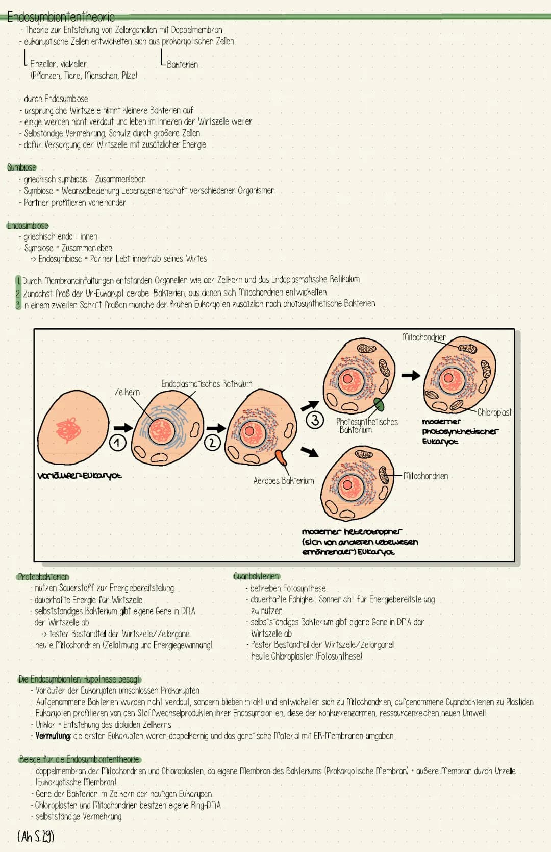 Endosymbionetentheorie