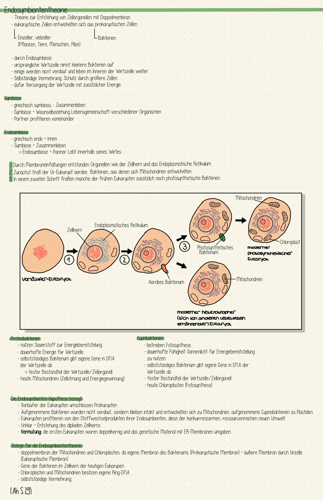 Endosymbiontentheorie
- Theorie zur Entstehung von Zellorganellen mit Doppelmembran
- eukaryotische Zellen entwickelten sich aus prokaryotis