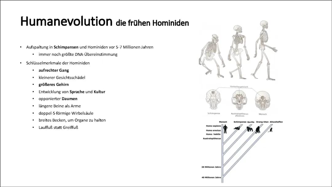 Humanevolution