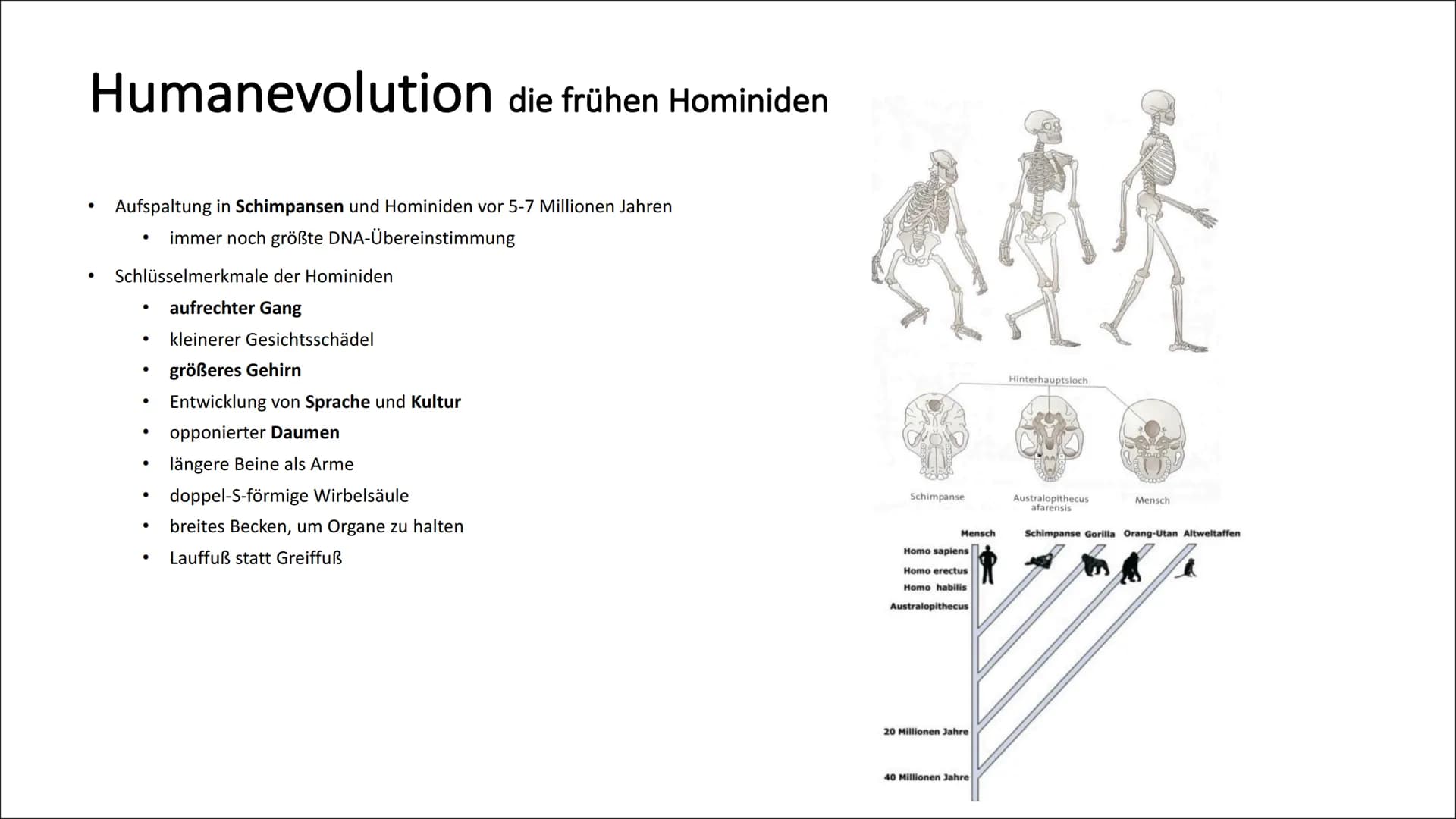 Humanevolution die frühen Hominiden
Aufspaltung in Schimpansen und Hominiden vor 5-7 Millionen Jahren
immer noch größte DNA-Übereinstimmung
