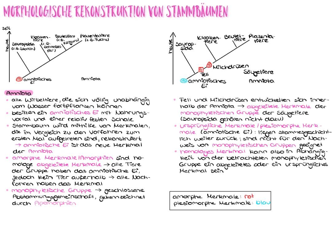 Wie liest man einen phylogenetischen Stammbaum? - Tipps für die Entwicklung der Säugetiere und Reptilien