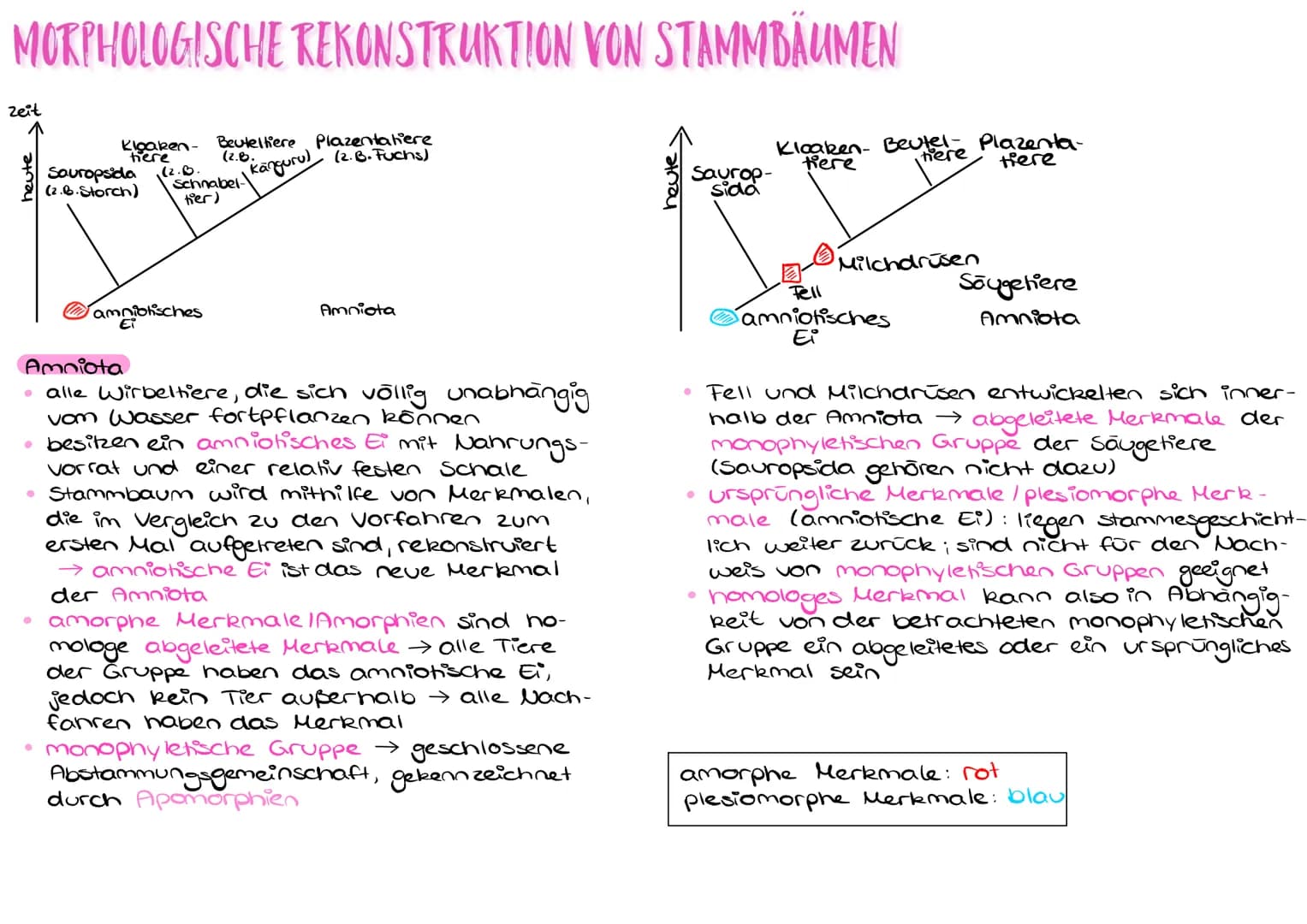 MORPHOLOGISCHE REKONSTRUKTION VON STAMMBÄUMEN
Kloaken- Beuteltiere Plazentatiere
(kanguru) (2.B. Fuchs)
tiere
(2.B.
Zeit
Sauropsida
(2.B.Sto