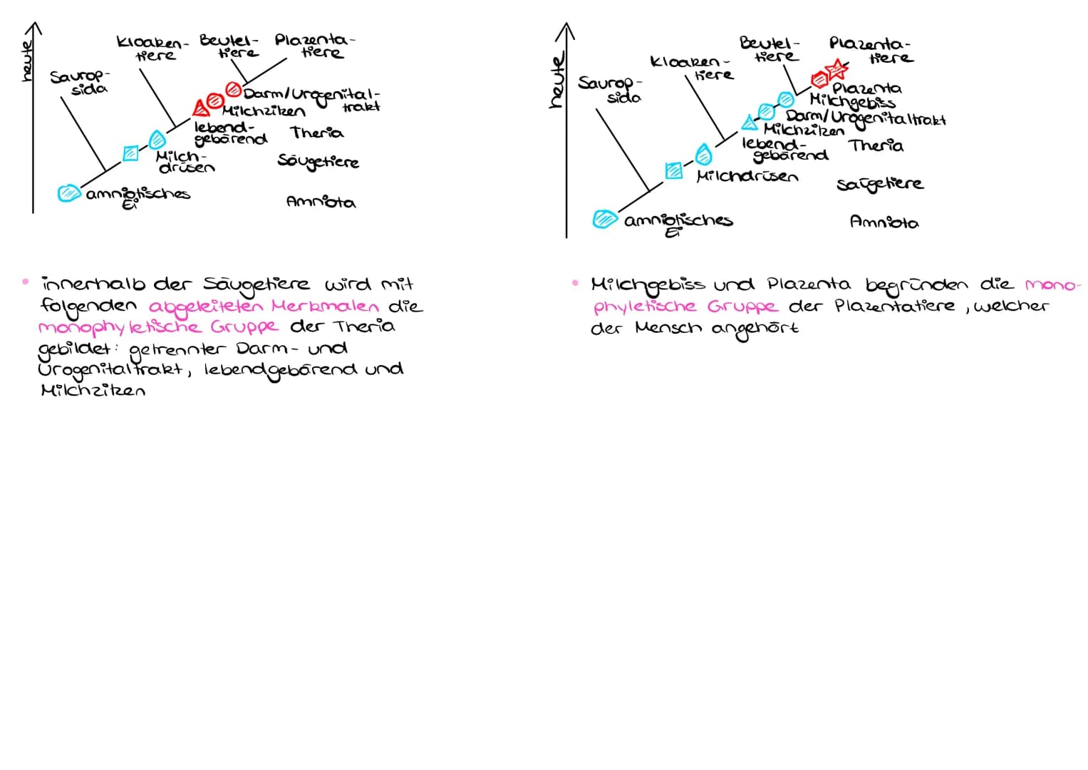 MORPHOLOGISCHE REKONSTRUKTION VON STAMMBÄUMEN
Kloaken- Beuteltiere Plazentatiere
(kanguru) (2.B. Fuchs)
tiere
(2.B.
Zeit
Sauropsida
(2.B.Sto