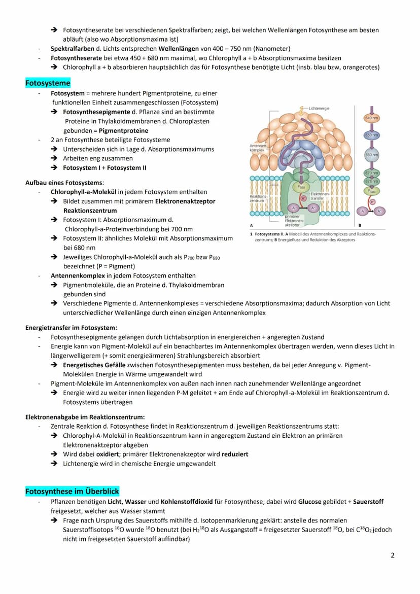 Zusammenfassung Fotosynthese und Ökologie
wichtig-Graphbeschreibung
Überschrift / Unterschrift
x-/y-Achsen nennen und Skalierung, Verlauf ge
