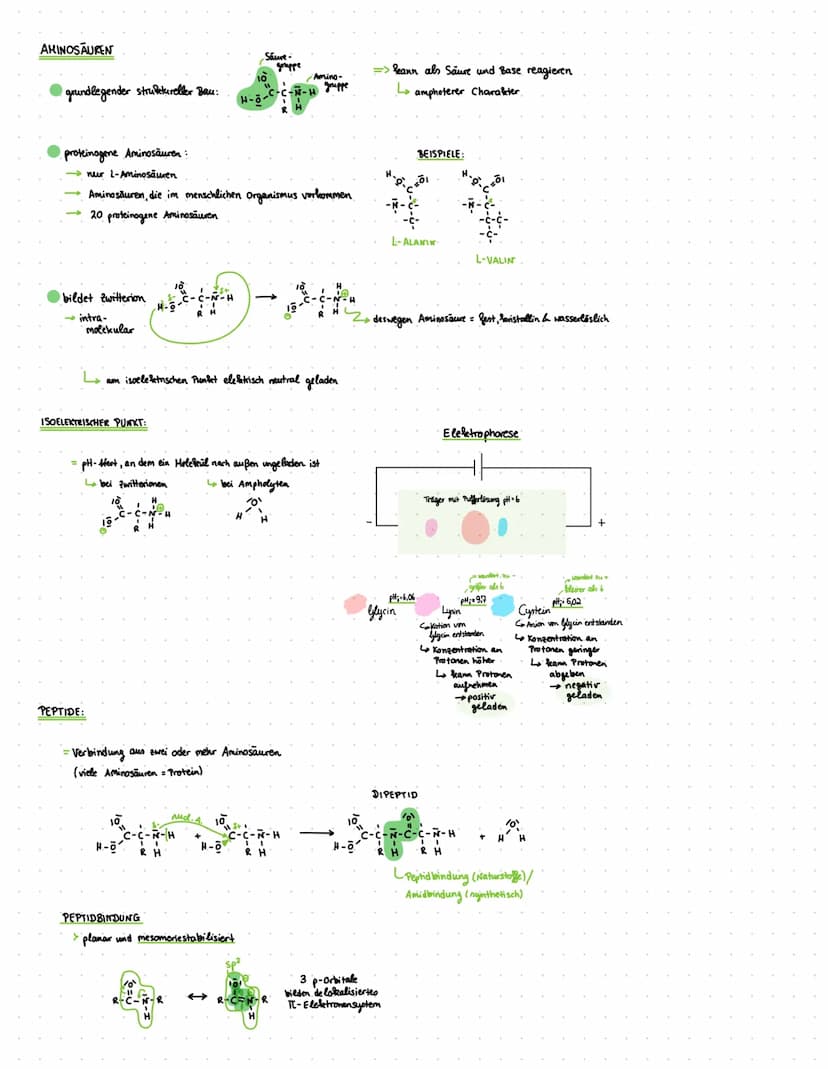 Q2- Naturstoffe und Synthese chemie
Q2.1-KOHLENHYDRATE UND PEPTIDE
KOHLENHYDRATE:
Cn (H₂O) n
oder C₁ (H₂0)n-1 nach Wasserabspaltung
= Polyhy