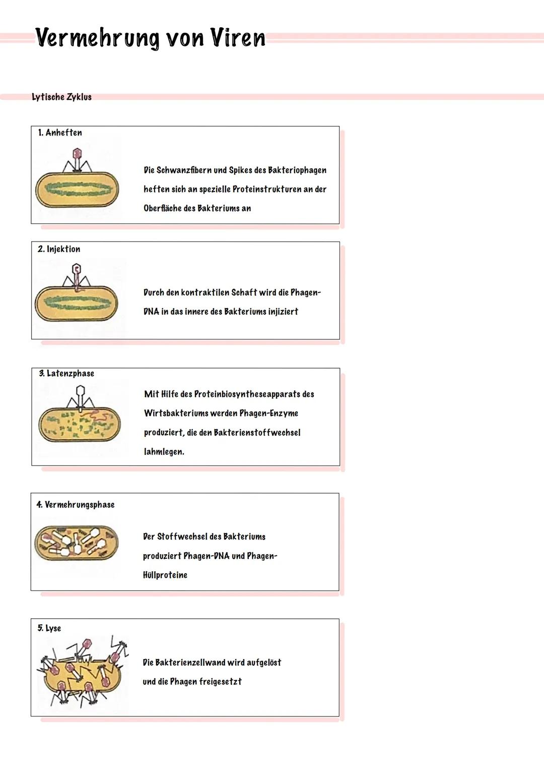 Vermehrung von Viren
Lytische Zyklus
1. Anheften
2. Injektion
3. Latenzphase
4. Vermehrungsphase
5. Lyse
Die Schwanzfibern und Spikes des Ba