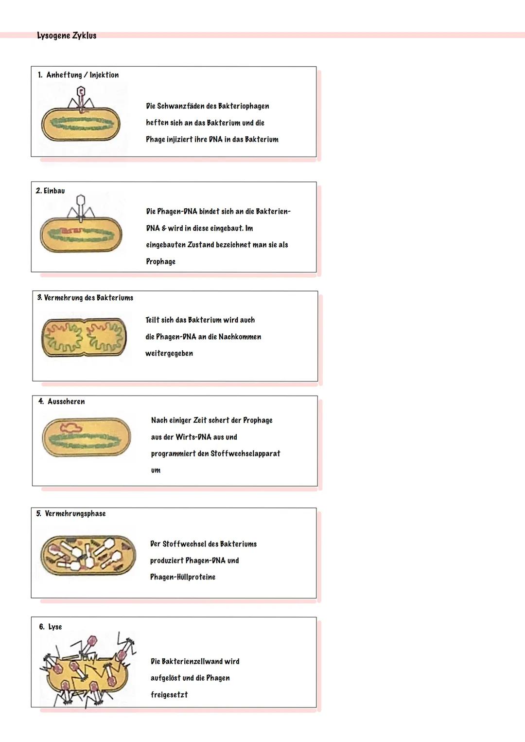 Vermehrung von Viren
Lytische Zyklus
1. Anheften
2. Injektion
3. Latenzphase
4. Vermehrungsphase
5. Lyse
Die Schwanzfibern und Spikes des Ba