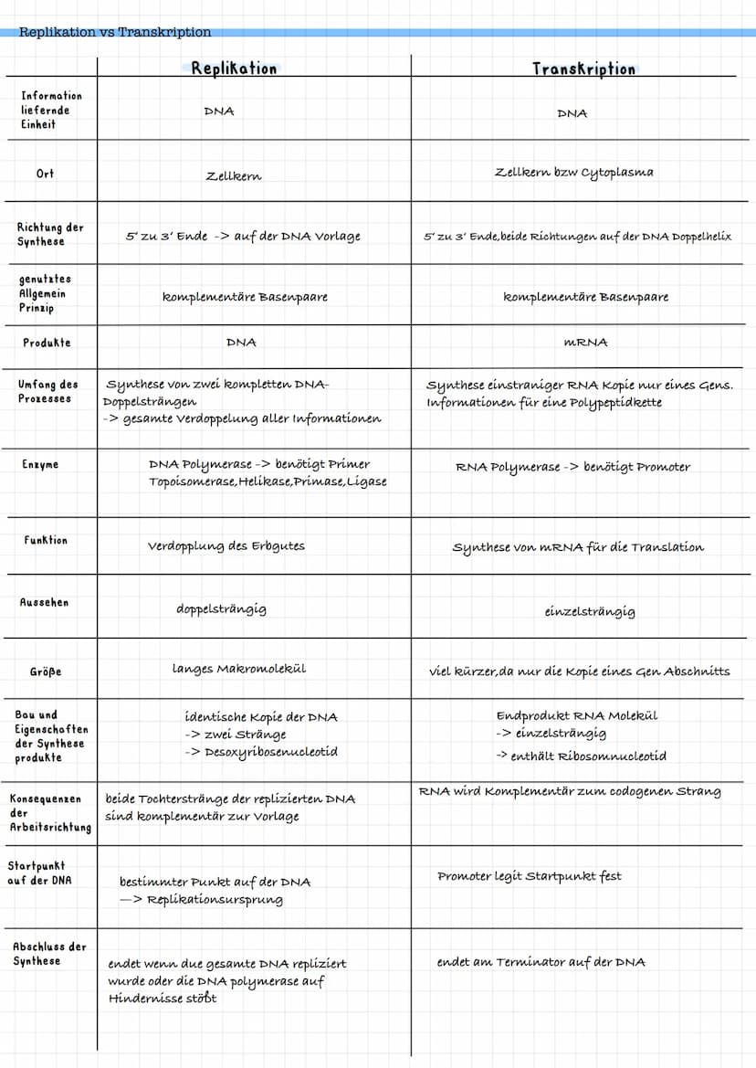 DNA
Base
Komplementäre Basenpaare:
Adenín Thymin = zwei Wasserstoffverbindungen
cytosin - Guanin = drei Wasserstoffverbindungen
Eukaryoten v