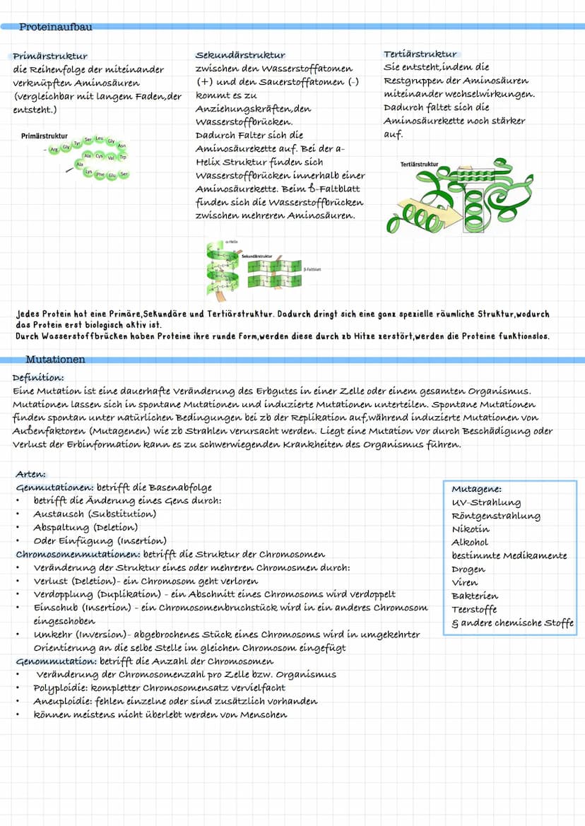 DNA
Base
Komplementäre Basenpaare:
Adenín Thymin = zwei Wasserstoffverbindungen
cytosin - Guanin = drei Wasserstoffverbindungen
Eukaryoten v