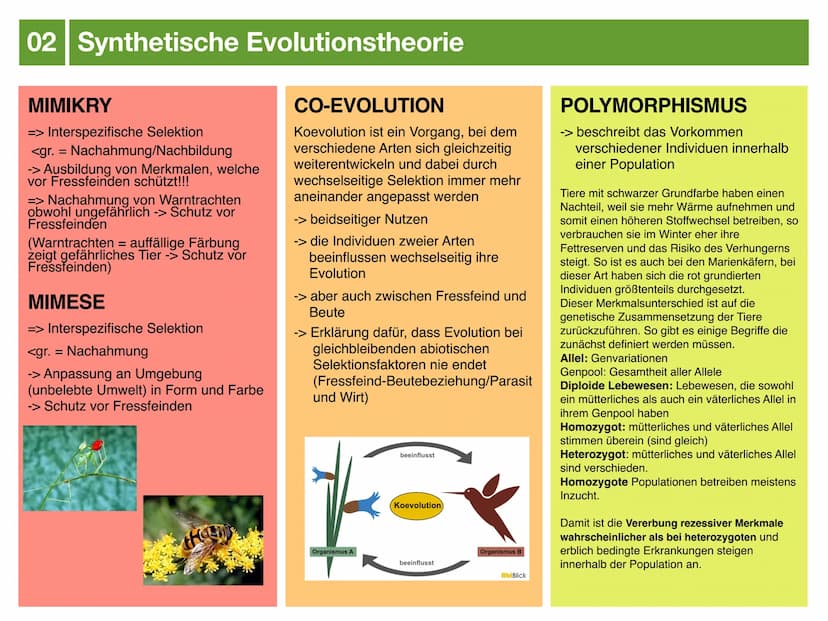 Biologie J2.2
EVOLUTION
- klausurzusammenfassung - ●
●
●
Evolution
Evolutionstheorien
Synthetische Evolutionstheorie
-> Mutation & genetisch