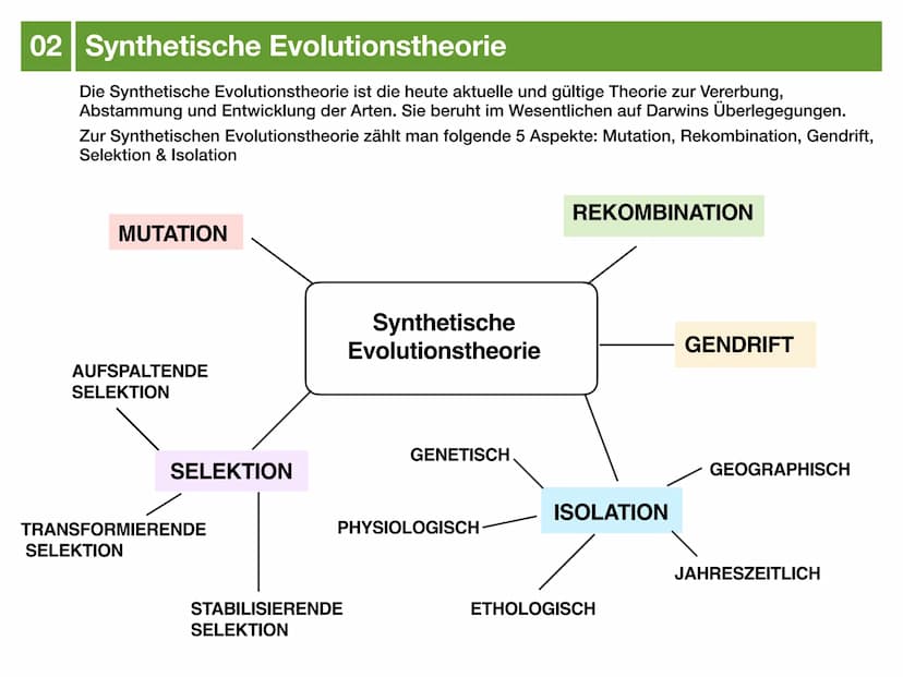 Biologie J2.2
EVOLUTION
- klausurzusammenfassung - ●
●
●
Evolution
Evolutionstheorien
Synthetische Evolutionstheorie
-> Mutation & genetisch