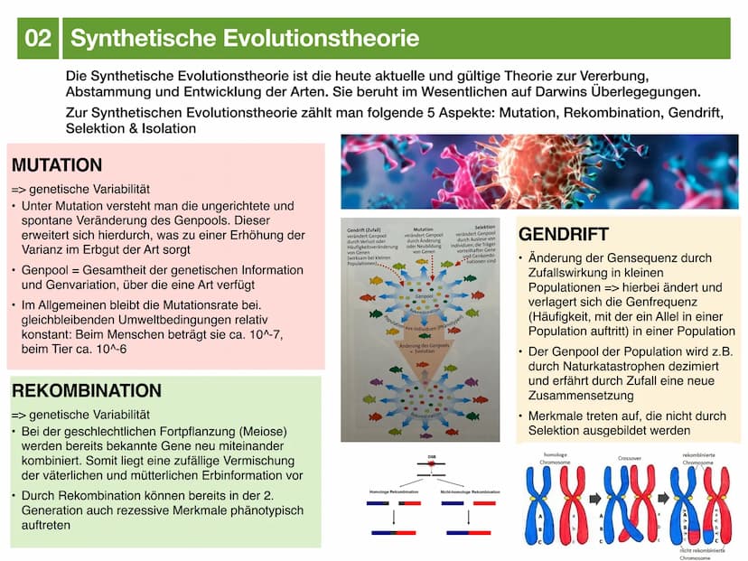 Biologie J2.2
EVOLUTION
- klausurzusammenfassung - ●
●
●
Evolution
Evolutionstheorien
Synthetische Evolutionstheorie
-> Mutation & genetisch