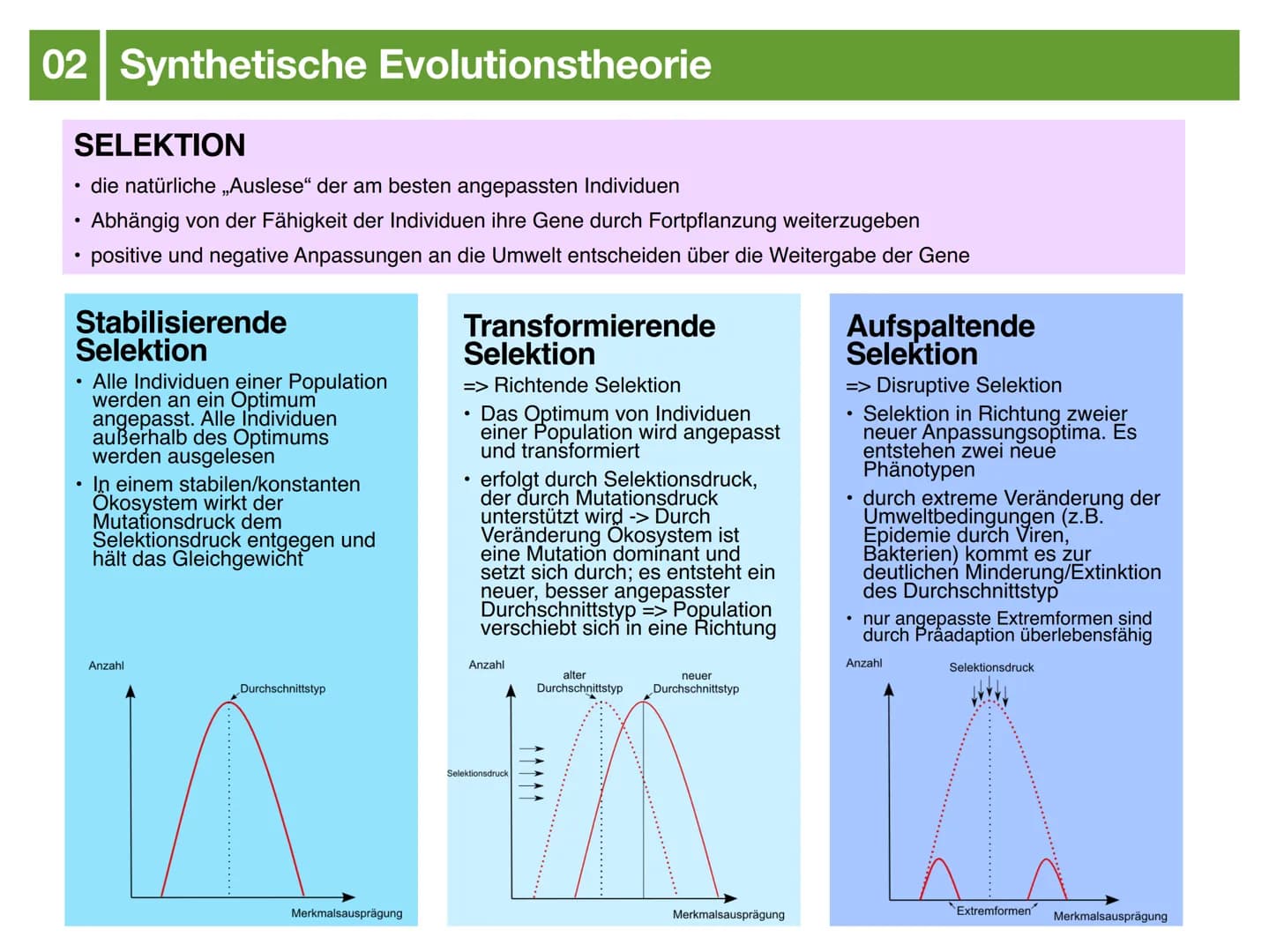 Biologie J2.2
EVOLUTION
- klausurzusammenfassung - ●
●
●
Evolution
Evolutionstheorien
Synthetische Evolutionstheorie
-> Mutation & genetisch